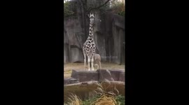 Tafari, the Baby Giraffe and her Mother Marlee