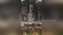 Newsflare Edit - Tafari, the Baby Giraffe and her Mother Marlee