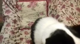 The Sheep Dog paws the camera
