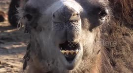 Watching A Baby Camel Eat Is Strangely Compelling