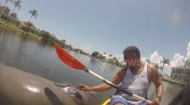 Manatee Enjoys a Belly Rub