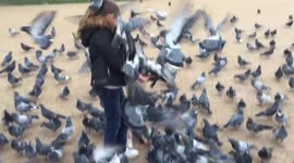 Pigeons attacked child