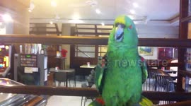 Speaking parrot