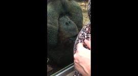 Extended: Orangutan kisses pregnant woman's belly through window