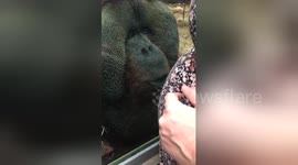 Newsflare Edit - Extended: Orangutan kisses pregnant woman's belly through window