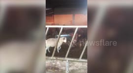 Watch as a goat goes head to head with a bull on farm