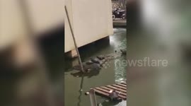 Turtles get a piggy back on giant monitor lizard