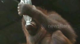 Baby orangutan knows how to feed herself