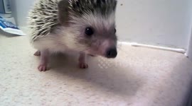 This hedgehog taking a bath is melting hearts
