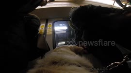 Guide dog, with camera attached, navigates busy London Tube train