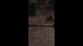 Man captures brutal fox fight in north London street