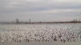 Thousands of snow geese rest on frozen lake