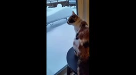 This kitten really loves snow