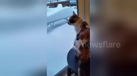 Adorable kitten seems baffled by snow