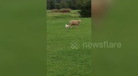 Hilarious video of dog riding around a field on a ram