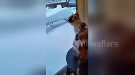 Adorable kitten seems baffled by snow