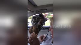 Giraffe steals ice cream cone during drive through safari trip
