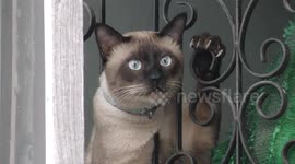 Cat on a window frame with two curious friends below in Thailand