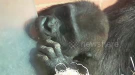 Baby gorilla biting plastic door gets 'told off' by mother