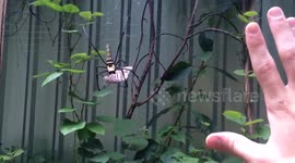 Spider charges across web to warn off man