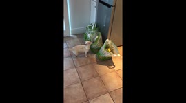 Chihuahua is desperate for chicken