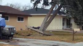 Large tree blown over in 90 mph winds during Colorado storm