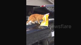 Cat with head stuck in pizza bag gets rescued by dog