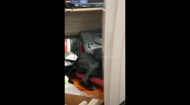 my dog and his indian dance