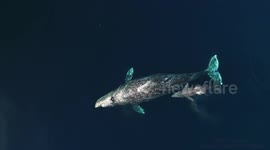 Curious newborn grey whale inspects boat off California