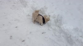 Making dog snow angels!