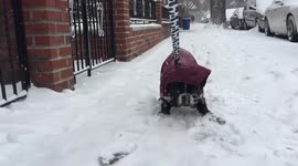 Adorable French Bulldog refuses to walk in the snow