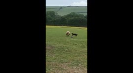 Sheep and sheepdog role reversal - dog being chased by a sheep
