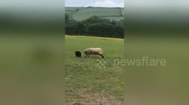 Sheep and sheepdog role reversal