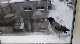 Crow steals a silver teaspoon in glass
