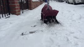 Newsflare Edit - Adorable French Bulldog refuses to walk in the snow
