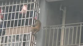 Monkey invades urban homes in southwest China