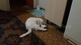 Herbal addict cat