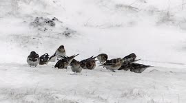 Snow Buntings foraging in snow and strong winds over Scotland