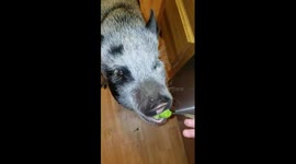 Potbellied pig is fed by spoon