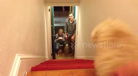 Dog wearing pants going down stairs