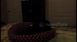 Dog Dreaming