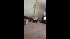 Cat eats box