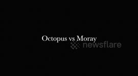 Moray Eel strikes at Octopus whilst diving on Pico Island in the Azores