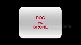 Dog vs Drone