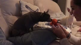 Chihuahua is addicted to tangerines!