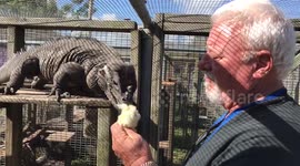 Hand-feeding a Rhino Iguana can be dangerous