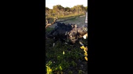 Pet owner re-creates Jurassic Park using his pug and cat