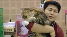 Maine Coon Cat named Sherlock Holmes