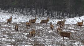 Red deer stag herd on the move as snow and strong winds hit Scottish highlands