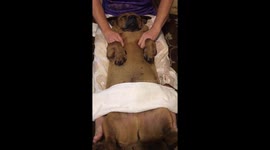 This dog getting a massage is amazing